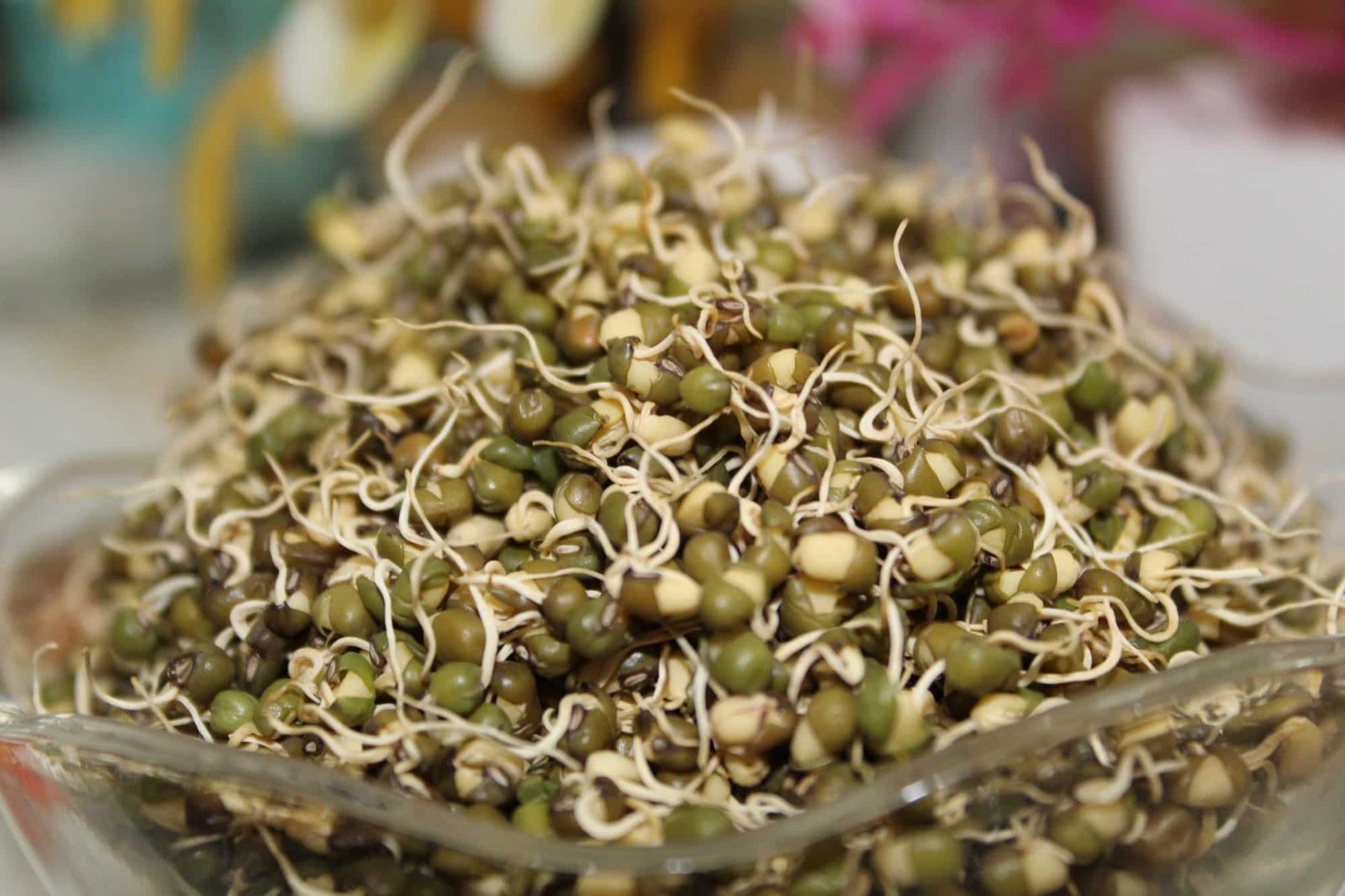 Manufacturer & Supplier of Dehydrated Moong Sprouts